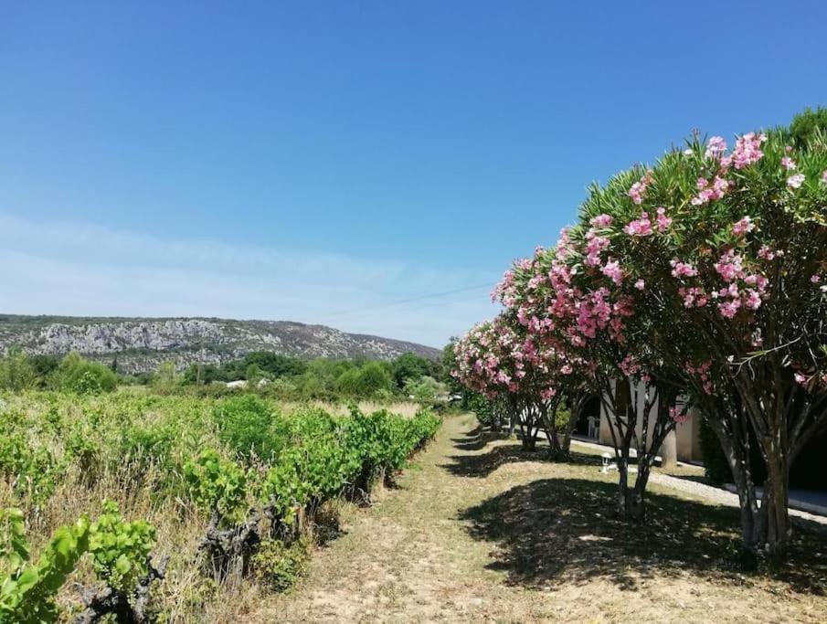 Maison A Louer En Ardeche Du Sud Saint-Martin-dʼArdèche Exteriér fotografie